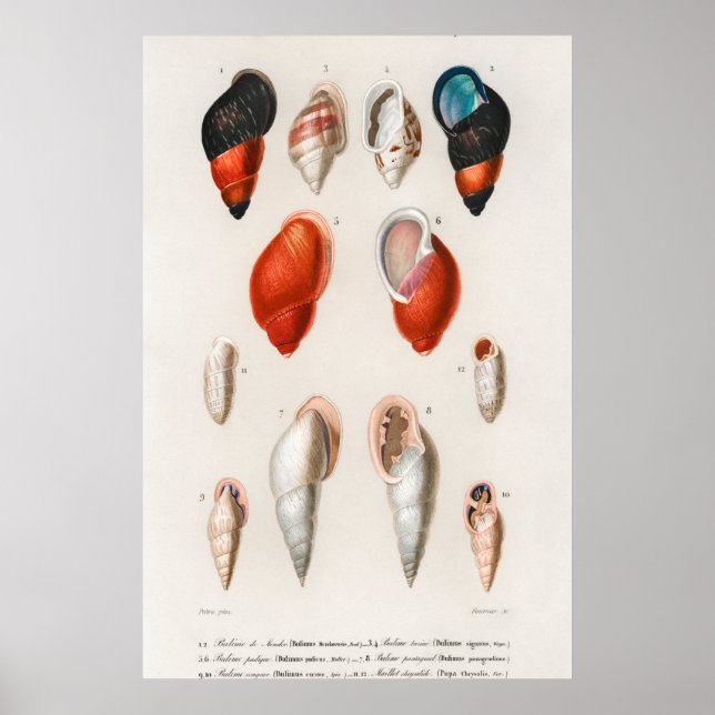 Póster Ilustracion Vintage Seashells (Frente)