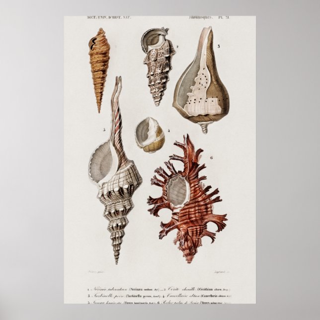 Póster Ilustracion Vintage Seashells (Frente)