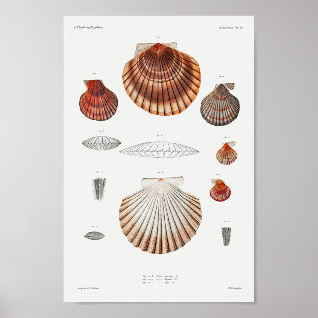 Póster Ilustracion Vintage Seashells (Frente)