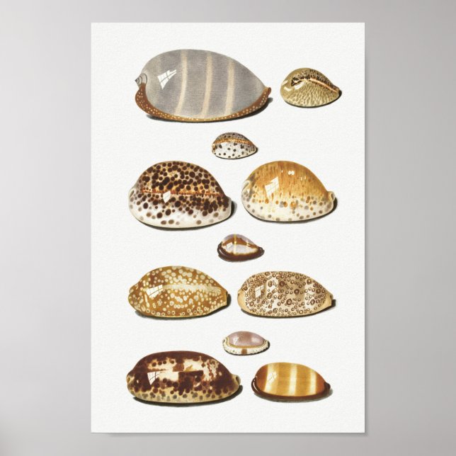 Póster Ilustracion Vintage Seashells (Frente)