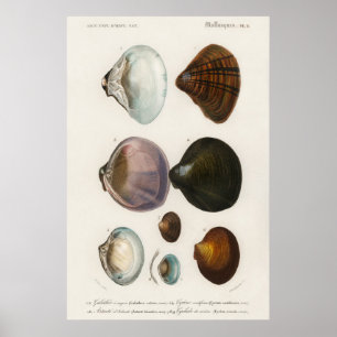 Póster Ilustracion Vintage Seashells