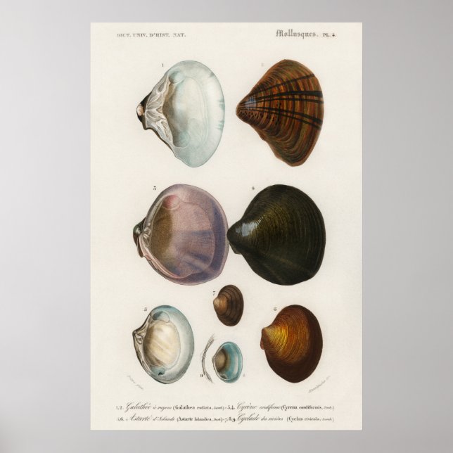 Póster Ilustracion Vintage Seashells (Frente)