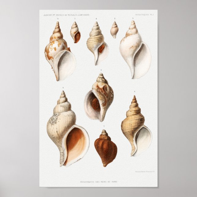 Póster Ilustracion Vintage Seashells (Frente)