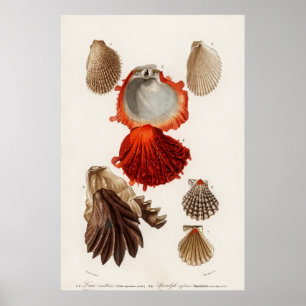 Póster Ilustracion Vintage Seashells