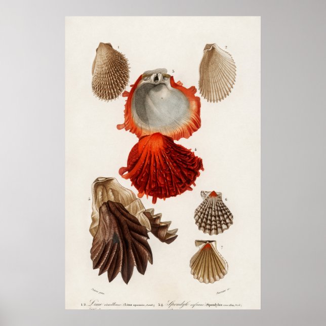 Póster Ilustracion Vintage Seashells (Frente)