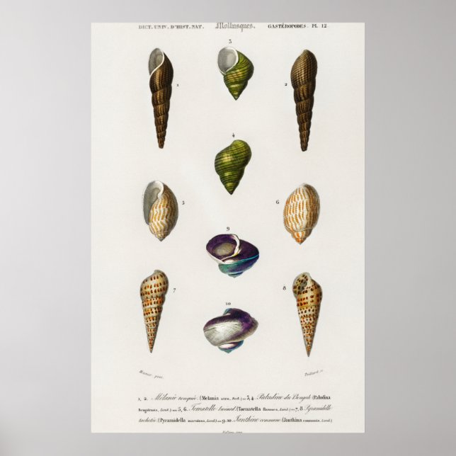 Póster Ilustracion Vintage Seashells (Frente)