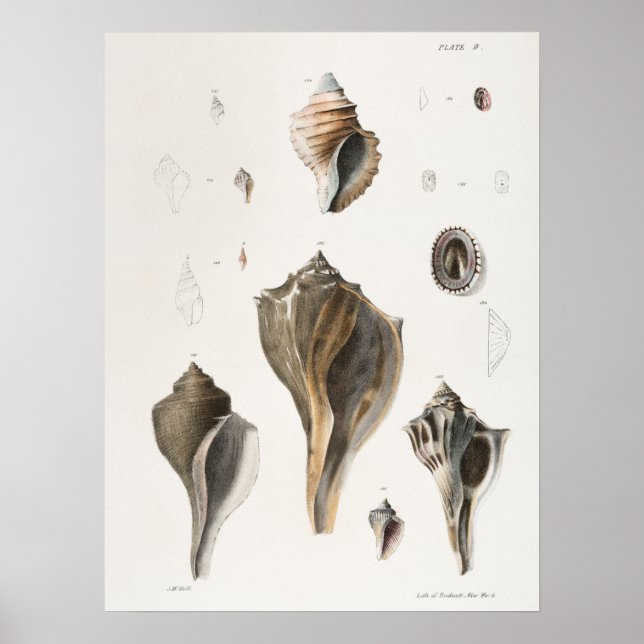 Póster Ilustracion Vintage Seashells (Frente)