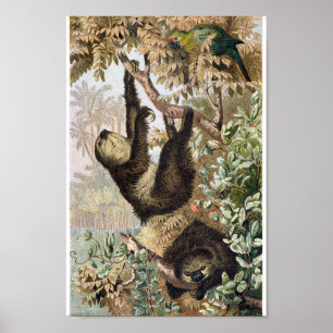 Póster Ilustracion Vintage Sloth