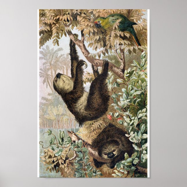 Póster Ilustracion Vintage Sloth (Frente)