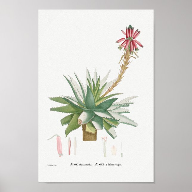 Póster Ilustracion Vintage Suculento (Frente)