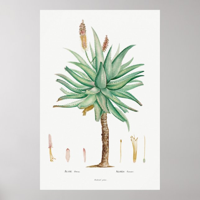 Póster Ilustracion Vintage Suculento (Frente)