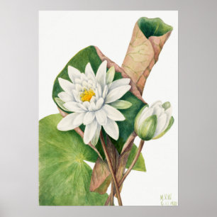 Póster Ilustracion Vintage WaterLily