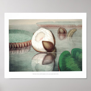 Póster Ilustracion Vintage WaterLily