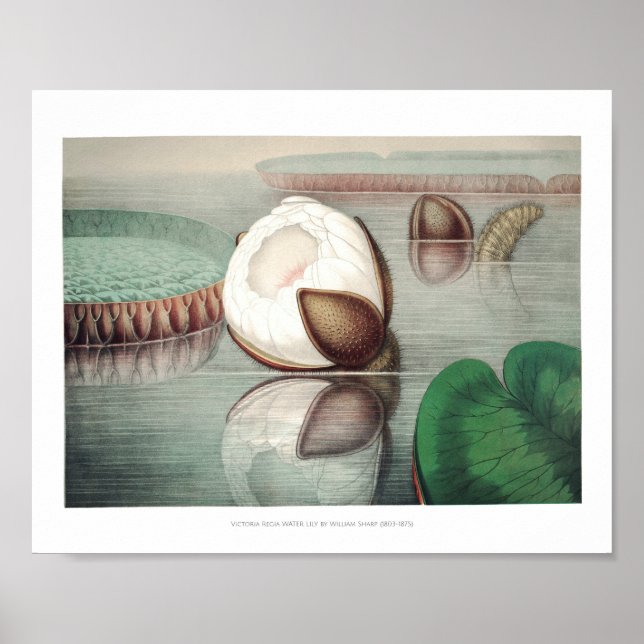 Póster Ilustracion Vintage WaterLily (Frente)
