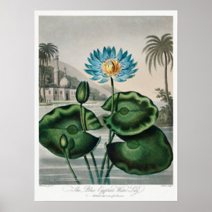 Póster Ilustracion Vintage WaterLily