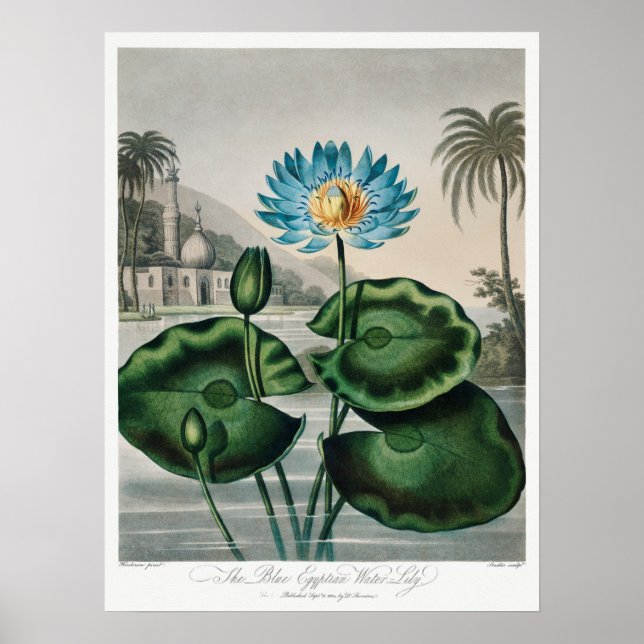 Póster Ilustracion Vintage WaterLily (Frente)