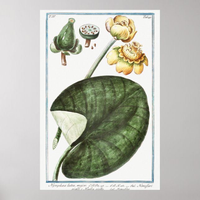 Póster Ilustracion Vintage WaterLily (Frente)