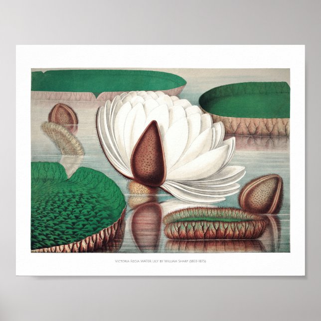 Póster Ilustracion Vintage WaterLily (Frente)