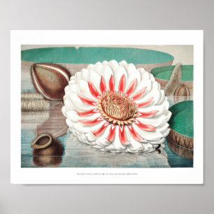 Póster Ilustracion Vintage WaterLily