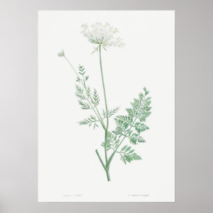 Póster Ilustracion Vintage Wild Carrot, Botánico Retro