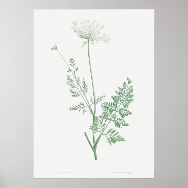 Póster Ilustracion Vintage Wild Carrot, Botánico Retro (Frente)