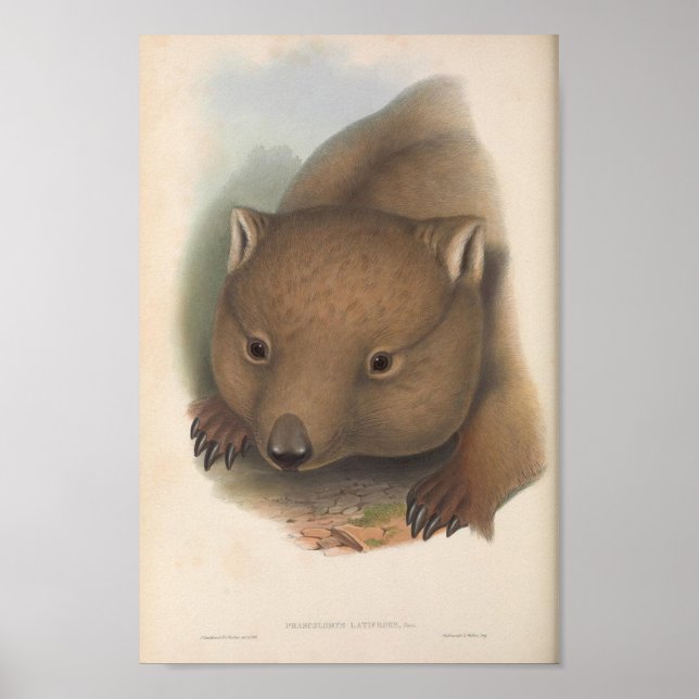 Póster Ilustracion Vintage Wombat (Frente)