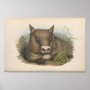 Póster Ilustracion Vintage Wombat