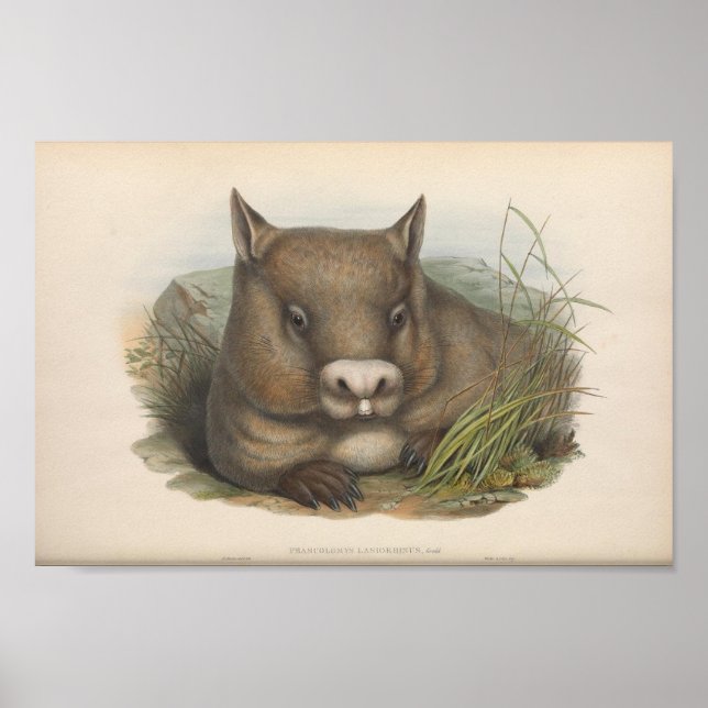 Póster Ilustracion Vintage Wombat (Frente)