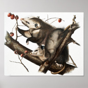 Póster Ilustracion Virginia Opossum Didelphis Virginia