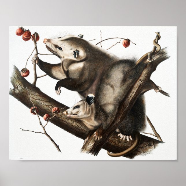 Póster Ilustracion Virginia Opossum Didelphis Virginia (Frente)