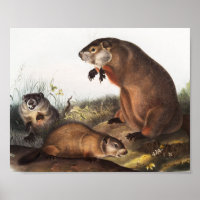 Ilustracion Woodchuck (Arctomys monax)