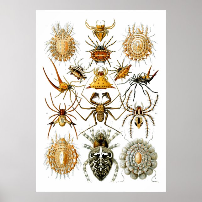 Póster Ilustraciones arácnidas de Ernst Haeckel (Frente)
