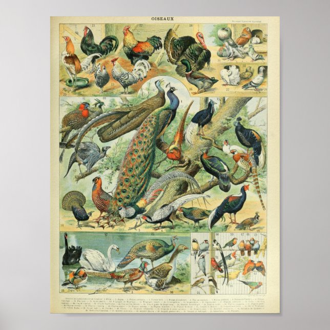 Póster Ilustraciones Aves de Adolphe Millot (Frente)