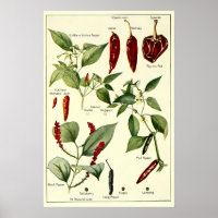 Ilustraciones Botánicas de Pimientos Vintage