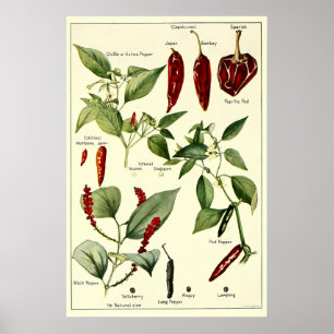 Póster Ilustraciones Botánicas de Pimientos Vintage