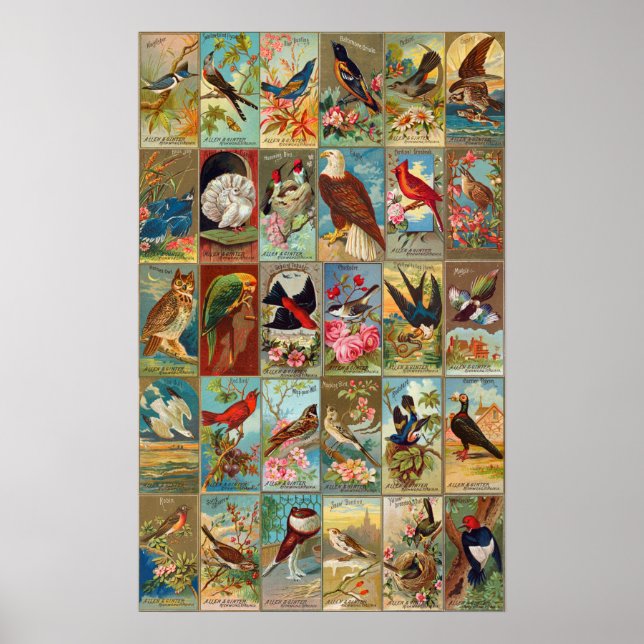 Póster ilustraciones de Aves de América del siglo XIX (Frente)