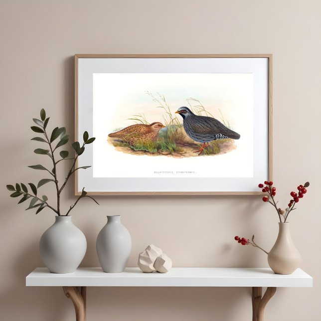 Póster Ilustraciones de Bird Mountain Quail (Subido por el creador)