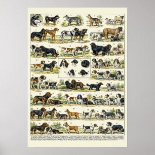 Póster Ilustraciones de razas de perros en color