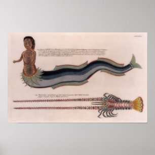 Póster Ilustraciones de una sirena y langosta