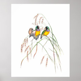 Póster Ilustraciones Gouldian Finch Bird Vintage