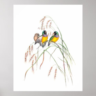 Póster Ilustraciones Gouldian Finch Bird Vintage