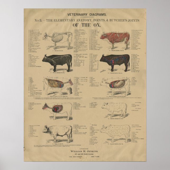Póster Ilustraciones veterinarios de anatomía de vacas Ox (Frente)