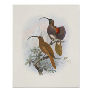 Póster Ilustraciones Vintage de Aves Exóticas de Montaña
