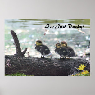 Póster I'm Just Ducky! Poster -36x24 -other sizes also
