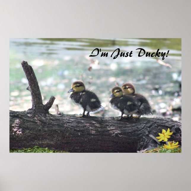 Póster I'm Just Ducky! Poster -36x24 -other sizes also (Frente)