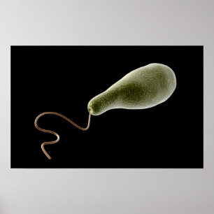 Póster Imagen Conceptual De Euglena 2