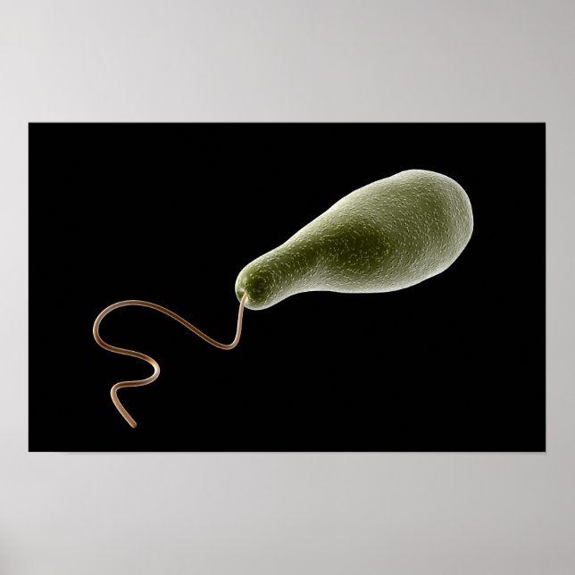 Póster Imagen Conceptual De Euglena 2 (Frente)