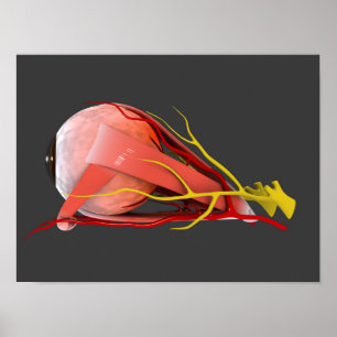 Póster Imagen conceptual de la anatomía 4 del ojo humano