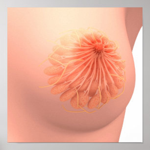 Póster Imagen conceptual de la anatomía femenina 3 del