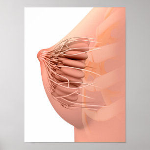 Póster Imagen Conceptual De La Anatomía Materna Femenina